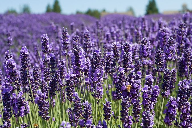 Growing Lavender is Easy