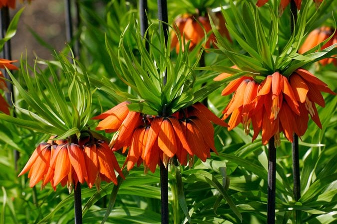 How to Grow Fabulous Fritillaria | Garden Design