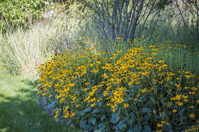 How To Design A Rain Garden Garden Design