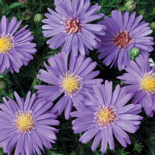 Growing Asters Planting Caring For These Fall Flowers Garden Design