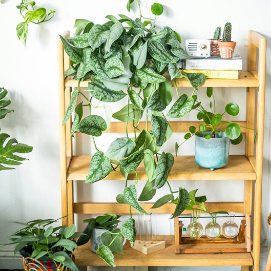 Elevate Your Space Hanging House Plants for Indoor Greenery
