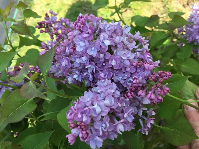 Growing Lilacs: Planting & Caring for Lilac Bushes | Garden Design