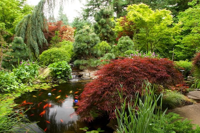 Secret garden with waterfall and koi pond