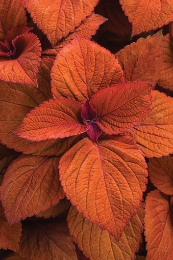 A Guide to Growing Coleus Plants: Care & Varieties | Garden