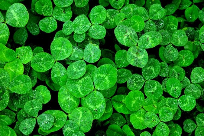 Shamrock 101 - How Many Leaves? Different than Clover?