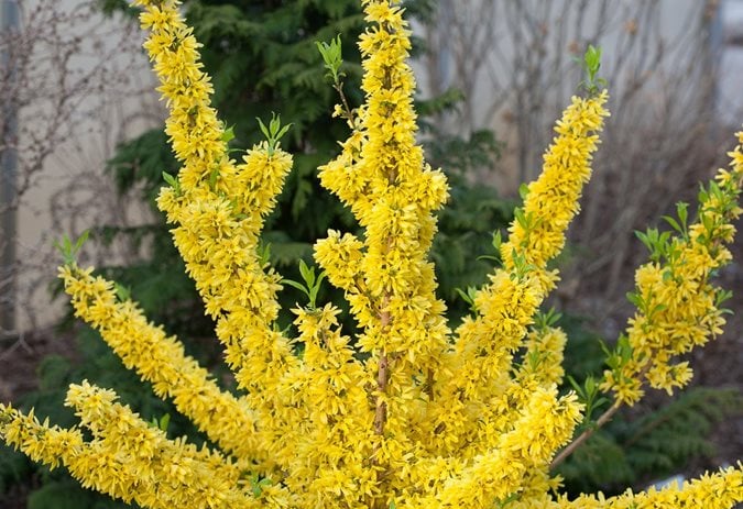 34 Types of Yellow Flowers for a Beautiful Garden