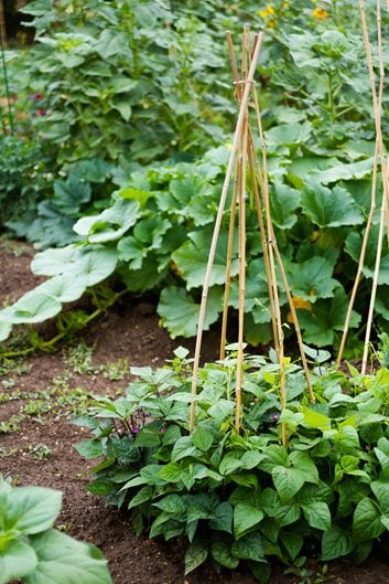 Small Vegetable Garden Ideas Tips, Best Vegetables For Small Gardens