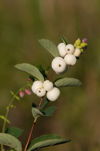 Attractive Shrubs and Trees with White Fruits and Berries