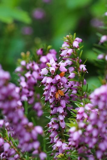 Winter Flowers: 16 Flowers That Bloom in Winter