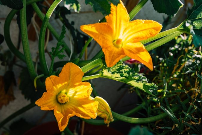 Edible Dried Flowers, Endless Uses