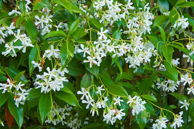 Star Jasmine: How to Grow Trachelospermum Jasminoides | Garden Design