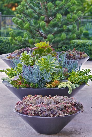 succulent containers