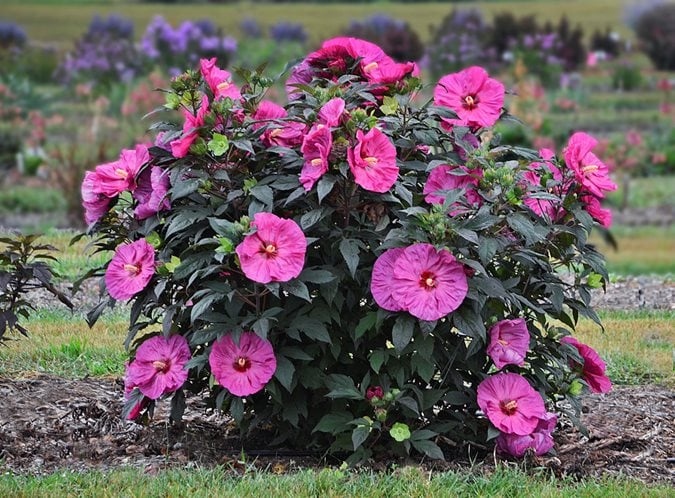 Tropical flowering sales plants