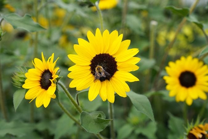 Sunflowers can be produced in large quantities in our nation. Bees can produce 8 kg of honey on average from a sunflower planting area measuring 1 decare.