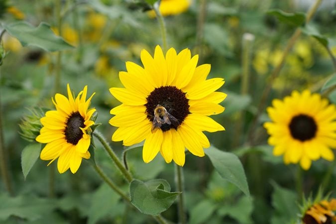 Top Pollinator-Friendly Flowers for Summer Blooms