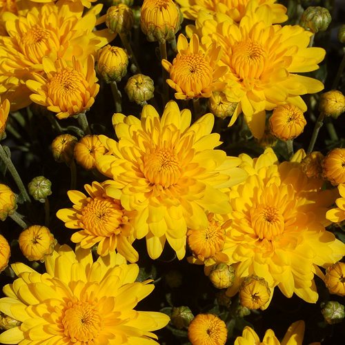 Chrysanthemum Growing And Care Tips For Mums Garden Design