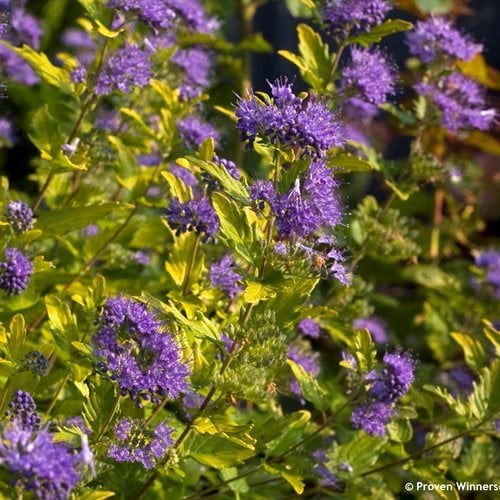 purple flowering shrubs bushes