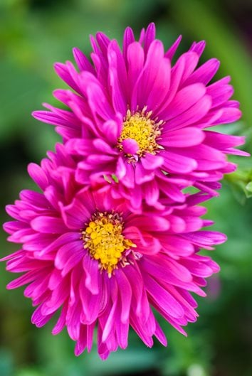 Growing Asters: Planting & Caring for These Fall Flowers | Garden Design
