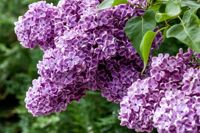 Growing Lilacs Planting Caring For Lilac Bushes Garden Design