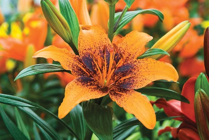 Top 25 Orange Flowers For Your Garden