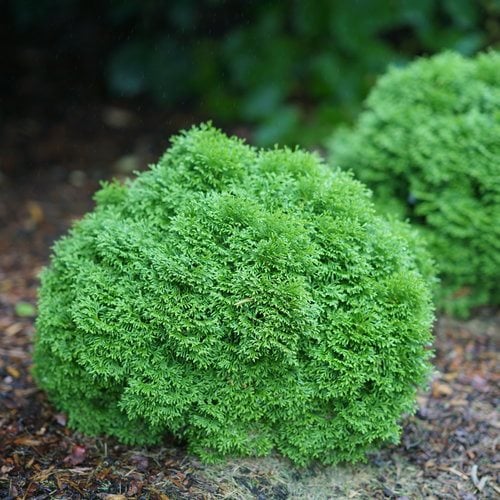 ornamental evergreen shrubs