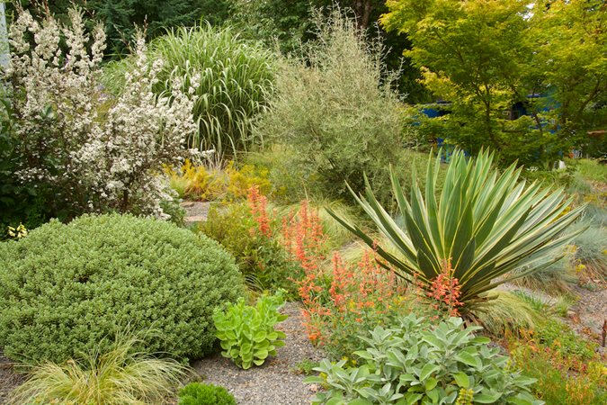 Boldly textured yucca plant serving as a focal point in a waterwise summer border