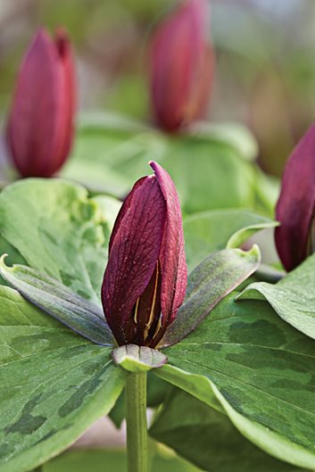 trillium cuneatum spring wildflower garden design_10850