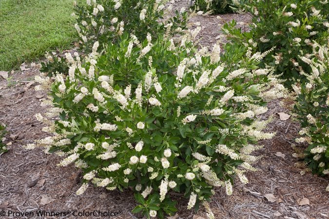 Legend of the Fall® Bottlebrush - My Proven Winners ColorChoices