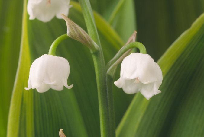 Lily of the Valley  Perennials – Great Garden Plants