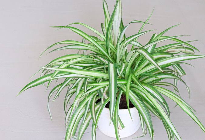 Spider Plants A Growing Care Guide