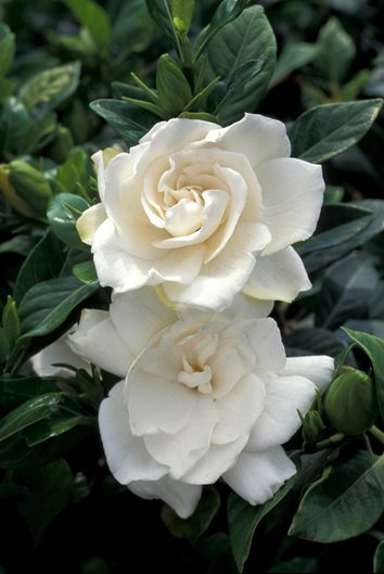 Growing Gardenias How To Care For Gardenia Plants Garden Design