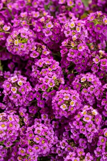 24 Purple Flowers to Brighten Your Garden