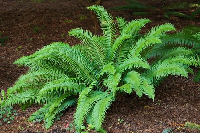 ferns plants