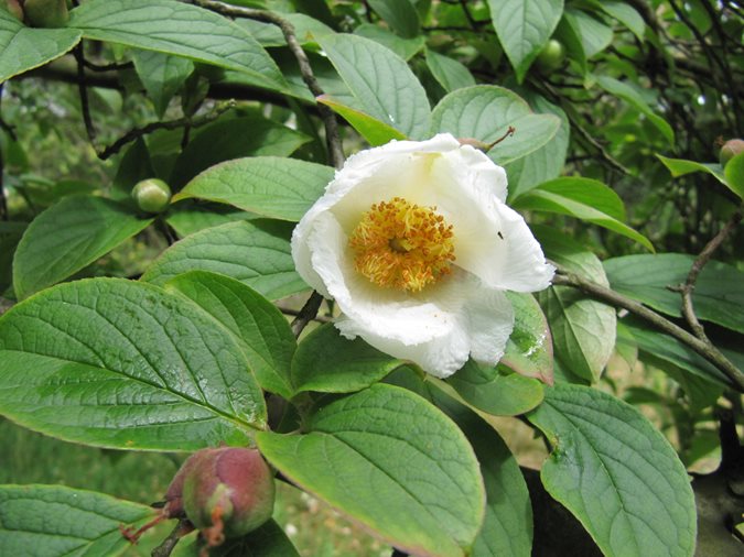 The 12 Best Flowering Trees For Garden Design Anese Ia Em Pseudocamellia Photo By