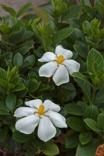 Growing Gardenias How To Care For Gardenia Plants Garden Design