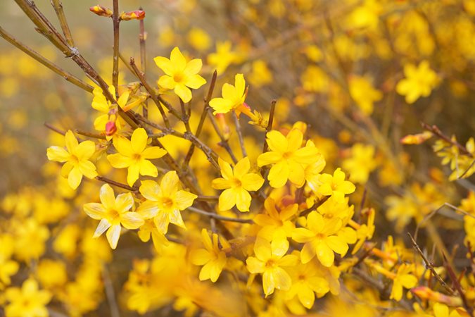 Winter-flowering plants to brighten up your garden