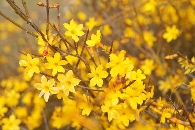 20 Best Winter Flowers - Flowers That Bloom in Winter