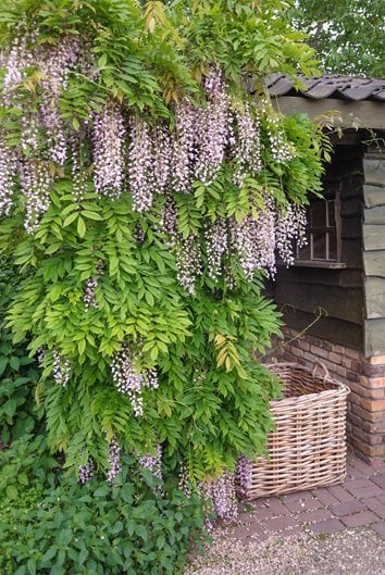 Wisteria Planting Ideas