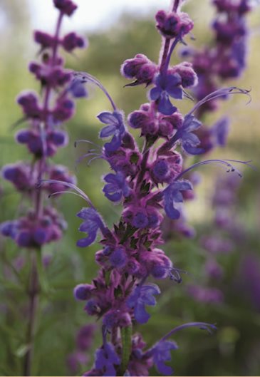 California Native Plants Garden Design