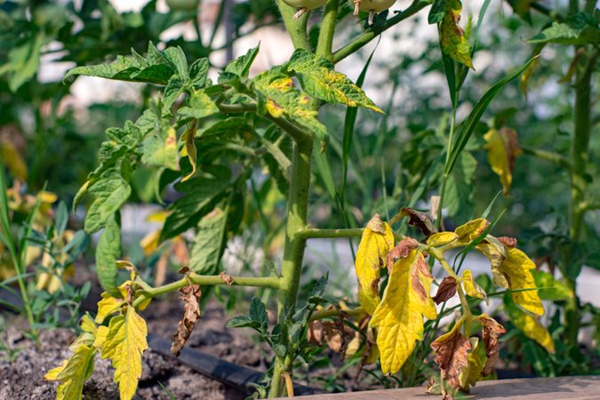 Why Are My Rose Leaves Turning Yellow?