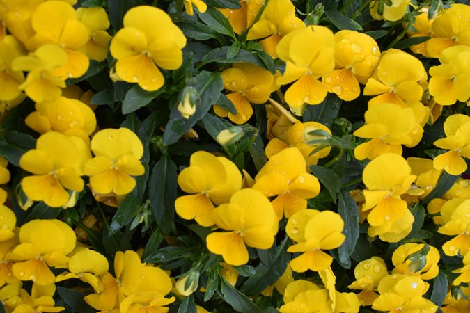 34 Types of Yellow Flowers for a Beautiful Garden