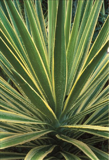 yucca garden design_9912