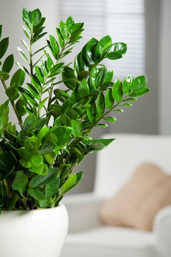 Plants, Indoor & Outdoor Plants