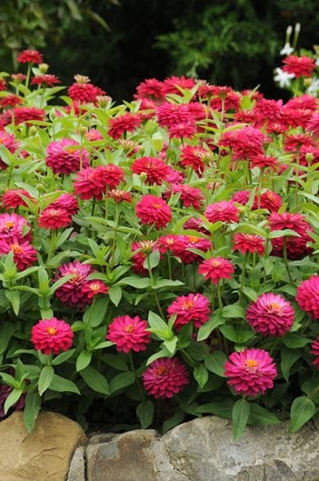 Image of Zinnia elegans 'Zahara' (Zinnia) plant