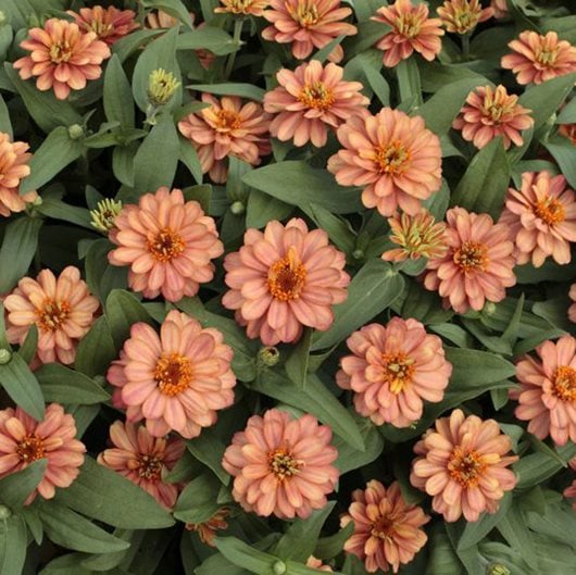 Zinnia Flowers How To Grow And Care For Zinnia Plants Garden Design