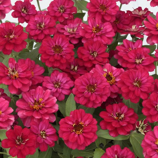 Zinnia Flowers How To Grow And Care For Zinnia Plants Garden Design