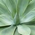 Agave Attenuata, Agave Plant
Pixabay