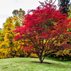 Japanese Maple Tree, Acer Palmatum
Dreamstime