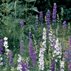 Larkspur, Delphinium, Purple, White
Garden Design
Calimesa, CA