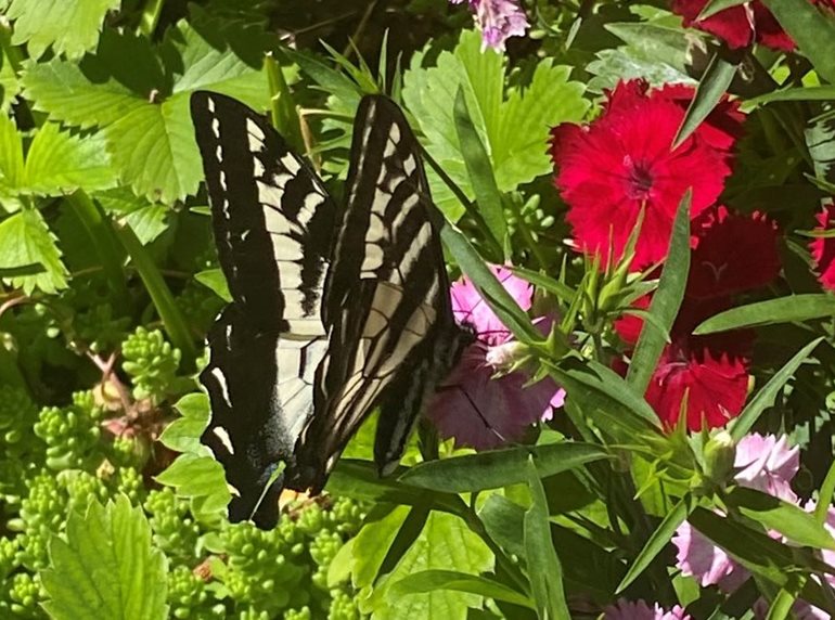 Butterfly in garden